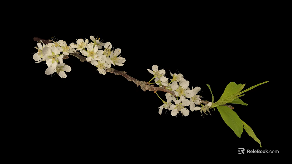 Plant branch with white blossoms and green leaves against black background 3d model 