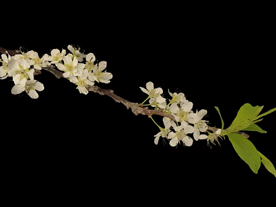 Plant branch with white blossoms and green leaves against black background 3d model