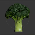 Fresh Green Broccoli with Vibrant Florets Crisp Stem and Healthy Traits