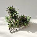 Concrete Tree Planter with Various Cacti Agave Plants and Pebbles in Light Background