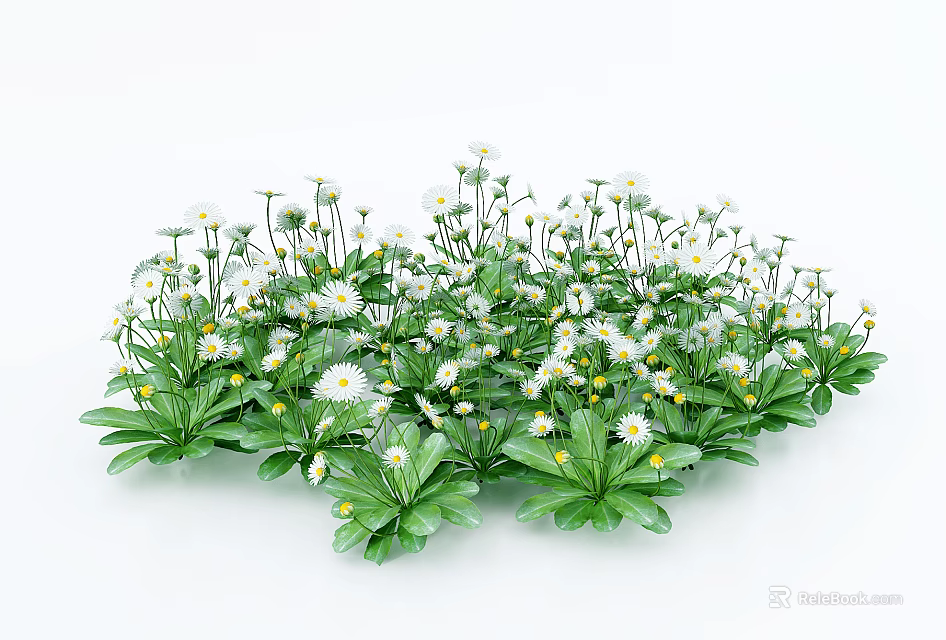 Blooming Daisy Flowers With White Petals Yellow Centers And Green Leaves On White Background 3d model 