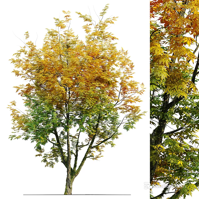 Tall Arbor With Lush Yellow Green Leaves And Thick Trunk In Natural Autumn Setting 3d model 