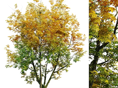 Tall Arbor With Lush Yellow Green Leaves And Thick Trunk In Natural Autumn Setting 3d model