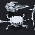 Creative White Animal Skeleton Decorative Ornament Set for Home Decor Display on Black Background