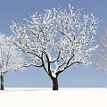 Snow Covered Arbor With Thick Branches Against Blue Sky And Snowy Ground