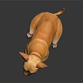 Small Golden Chihuahua Dog Sitting Calmly On Black Background With Shiny Reflection