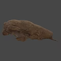 Ancient Fossil Skull With Brown Cracked Surface On Blue Background