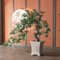 Bonsai Plant In White Decorative Pot With Circular Artwork And Orange Wooden Wall