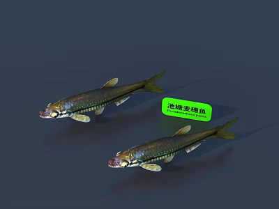 Pond Topmouth Gudgeon Small Freshwater Fish With Silver Body In Natural Habitat 3d model