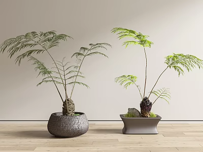 Green Leafy Bonsai Potted Plants In Gray Woven Round And Square Pots On Wooden Floor 3d model