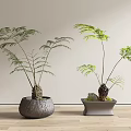 Green Leafy Bonsai Potted Plants In Gray Woven Round And Square Pots On Wooden Floor