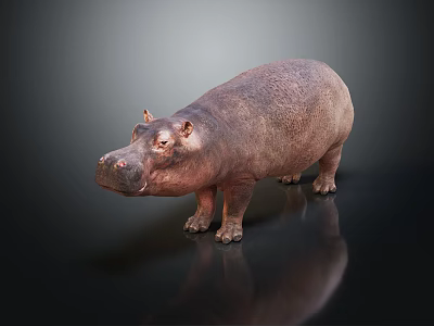 modern hippopotamus large animal land animal 3d model