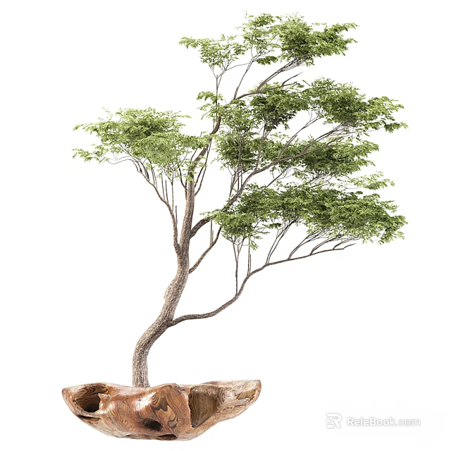 Decorative Bonsai Tree with Curved Trunk Lush Green Leaves and Natural Stone Base 3d model 