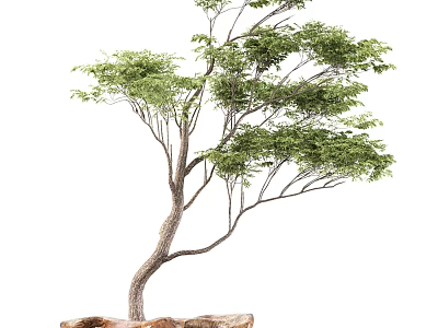 Decorative Bonsai Tree with Curved Trunk Lush Green Leaves and Natural Stone Base 3d model