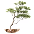 Decorative Bonsai Tree with Curved Trunk Lush Green Leaves and Natural Stone Base