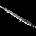 Needlefish With Long Slender Body And Elongated Snout Isolated On Black Background