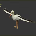 White Stork With Black Wings Red Beak And Spread Wings On Gray Background