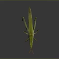 Green Grasshopper with elongated body and long hind legs on gray background with reflection