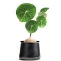 Modern Food Collection Plant suit Potted Plant 3d model