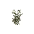 Green Vines With White Flowers Climbing On White Vertical Panel With Height Measurement Scale