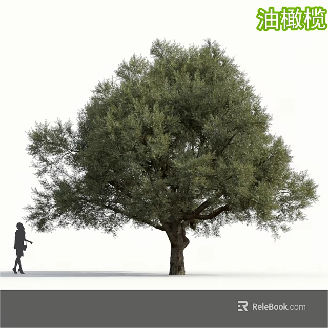 Person Walking Beside Tall Arbor with Lush Green Foliage and Strong Trunk 3d model 