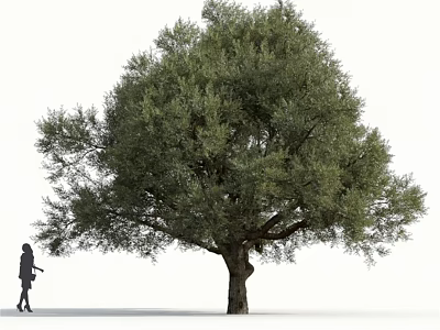 Person Walking Beside Tall Arbor with Lush Green Foliage and Strong Trunk 3d model