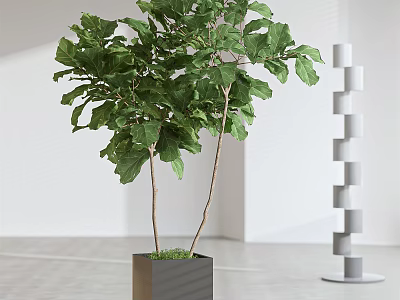 Lush Green Bonsai Plant With Two Trunks In Square Gray Pot Modern Interior 3d model