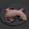 Detailed Naked Mole Rat Model Standing On Blue Display Base