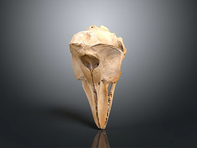 Detailed Animal Skull Specimen Featuring Natural Bone Structure And Scientific Anatomical Traits 3d model