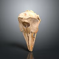 Detailed Animal Skull Specimen Featuring Natural Bone Structure And Scientific Anatomical Traits