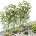 Bamboo Plants In Landscape With Rocks Moss And Small Plants