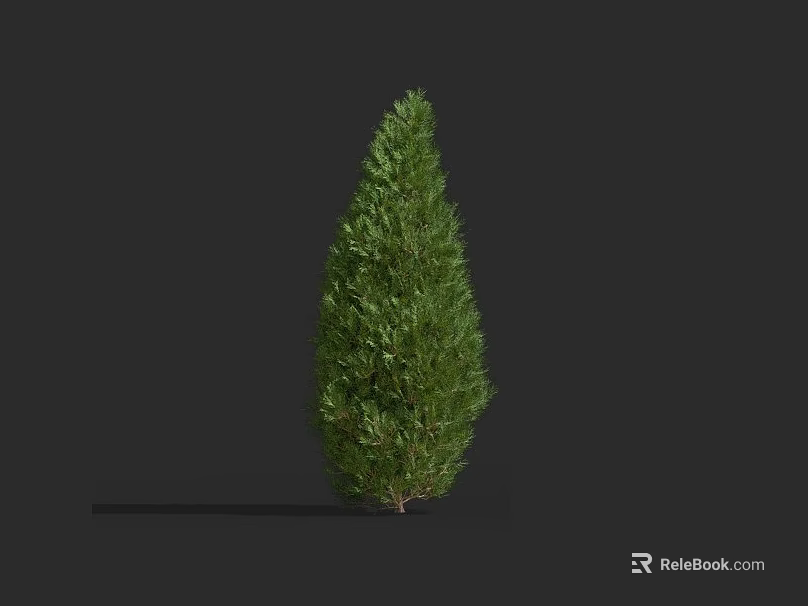Evergreen Shrub with Lush Green Foliage Standing Upright Against Dark Background 3d model 
