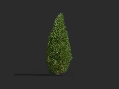 Evergreen Shrub with Lush Green Foliage Standing Upright Against Dark Background 3d model
