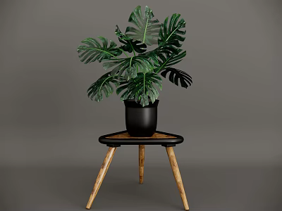 Green Monstera Potted Plant with Large Leaves in Black Pot on Wooden Table 3d model
