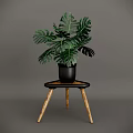 Green Monstera Potted Plant with Large Leaves in Black Pot on Wooden Table
