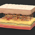 Tissue System Structure Showing Epidermis Dermis Layers With Blood Vessels And Nerve Fibers