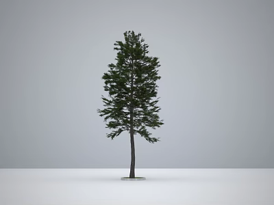 Tall Arbor With Green Foliage Single Trunk Isolated On Gray Background And White Ground 3d model