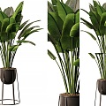 Modern indoor banana leaf potted banana potted banana leaf plant indoor green plant potted big leaf potted plant green plant 3d model