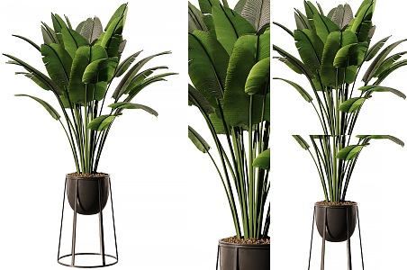 Modern indoor banana leaf potted banana potted banana leaf plant indoor green plant potted big leaf potted plant green plant 3d model