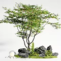 Lush Green Tree with Black Stones Green Moss Ferns and Transparent Sphere on White Pebbles