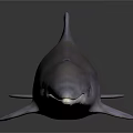 Realistic 3D Rendered Dolphin Model With Smooth Grayish Texture And Reflection