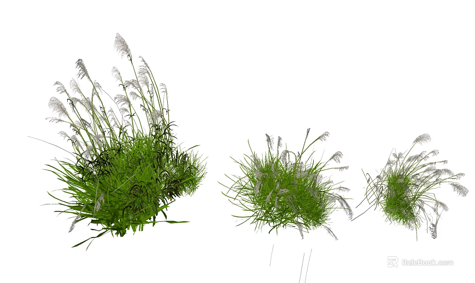 Lush Green Grass With White Fluffy Plumes In Natural Clusters And Soft Texture 3d model 