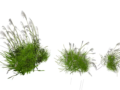 Lush Green Grass With White Fluffy Plumes In Natural Clusters And Soft Texture 3d model