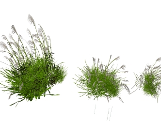 Modern Reed Shrub Reed Grass 3d model