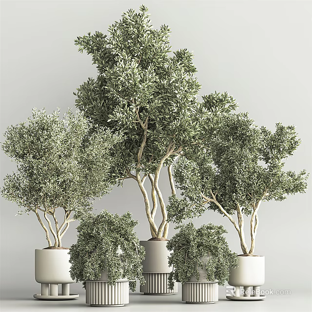 Potted Bonsai Trees With Green Foliage In White Pots For Indoor Decoration 3d model 
