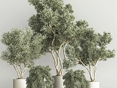 Potted Bonsai Trees With Green Foliage In White Pots For Indoor Decoration 3d model