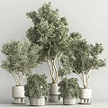 Potted Bonsai Trees With Green Foliage In White Pots For Indoor Decoration