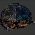 Rhinoceros Beetle With Dark Purple Black Exoskeleton On Shiny Dark Surface