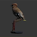 Detailed Bird Taxidermy Perched On Red Branch With Gray Base