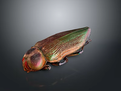 Iridescent Metallic Beetle Insect With Colorful Shiny Exoskeleton In Close Up View 3d model